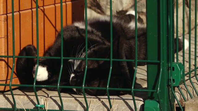 Close-up of a black cat with striking yellow eyes resting behind a green metal fence, lit by warm sunlight, creating a moody and slightly confined atmosphere.