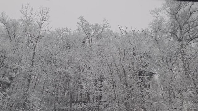 wA medium wide shot of skinny tree branches covered in snow after after snowfall