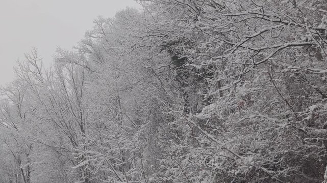 A profile view of skinny tree branches covered in snow after after snowfall