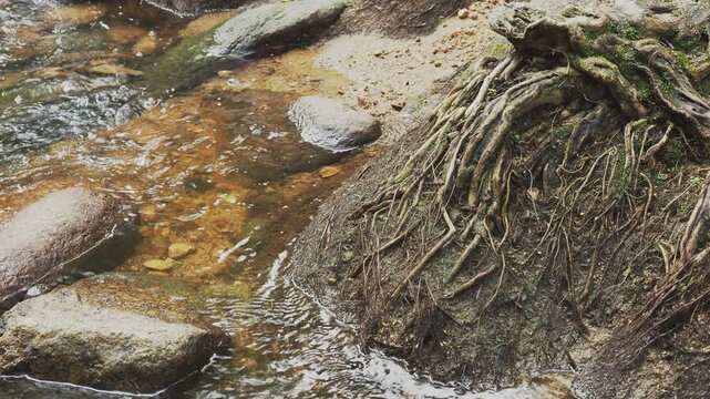 Jungle river with clear water stream and tree roots. Koh Samui. Thailand.
