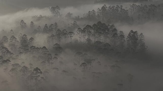 Aerial View of Misty Forest Landscape Along Munnar Gap Road Kerala India