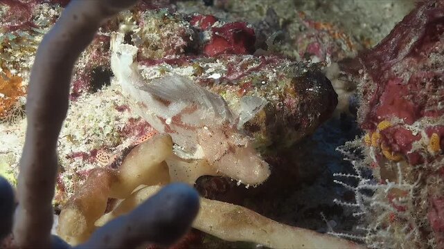 White leaf scorpionfish mimicking leaf underwater on coral reef