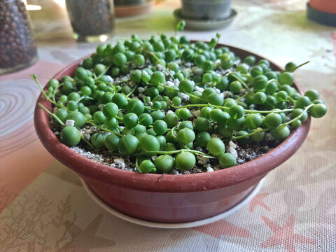 String of pearls succulent plant senecio rowleyanus in a brown pot on a domestic table