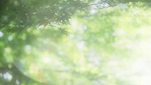 キラキラ光る丸ボケと風に揺れる新緑が美しい初夏の爽やかな自然風景　日本の季節の風景・背景　森の清々しい風と日差し