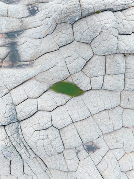 Aerial view of White Pocket rock formations featuring unique polygonal brain rock patterns and a small green pool of water in Coconino County, Arizona, United States.