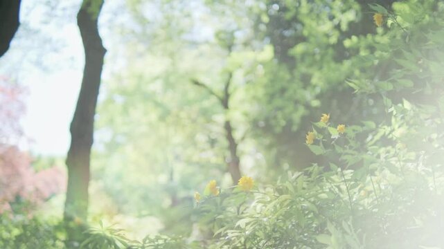 新緑きらめく森とフレア光 日本の初夏を感じる爽快風景
