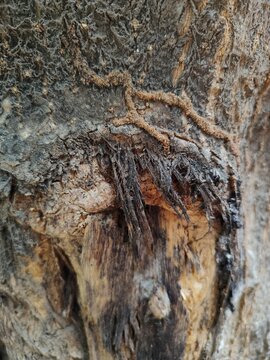tree bark texture, Close-up of Termite Mud Tubes and Wood Damage on Tree Bark