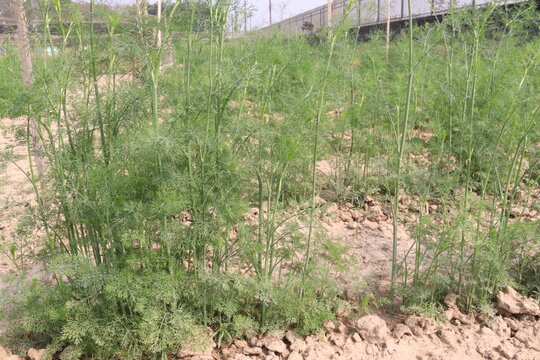 Ajwain carom seeds plant on farm for harvest