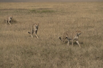 Fototapeta premium Three cheetahs (Acinonyx jubatus) walking across open savannah, Serengeti National Park, Central Serengeti (Seronera), Tanzania, East Africa