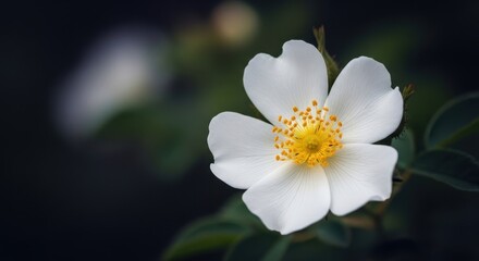 Obraz premium Close-up of a Delicate White Wild Rose Flower.