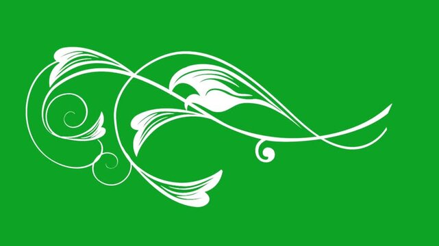 White floral scroll ornament animation with growing vines on green screen chroma
