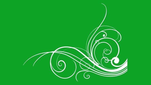 White floral flourish vine animation growing on green screen background for editing