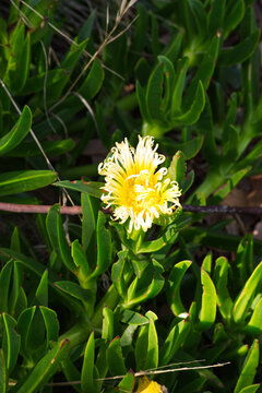 Pigface (Carpobrotus edulis)