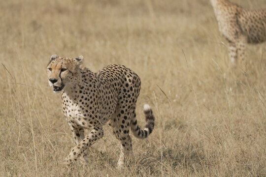 Cheetah (Acinonyx jubatus) walking through savannah with another cheetah in background, Serengeti National Park, Central Serengeti (Seronera), Tanzania, East Africa