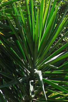 Yucca gigantea