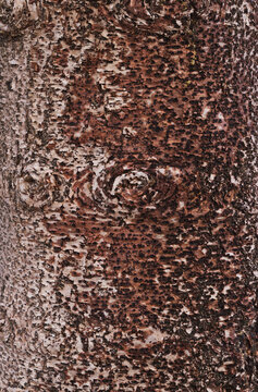 Closeup of Norfolk Island Pine or Norfolk Pine bark (Araucaria heterophylla)