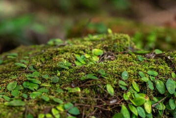Moss blankets a forest floor in soft green. Tiny leaves cling to earthy surfaces, thriving © StanleyRevaldo
