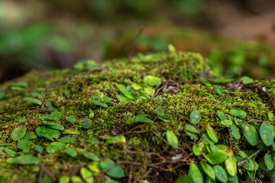 Moss blankets a forest floor in soft green. Tiny leaves cling to earthy surfaces, thriving