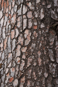 longleaf pine bark (Pinus palustris)