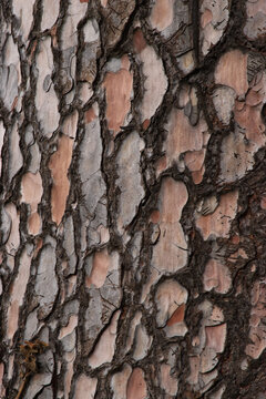 longleaf pine bark (Pinus palustris)