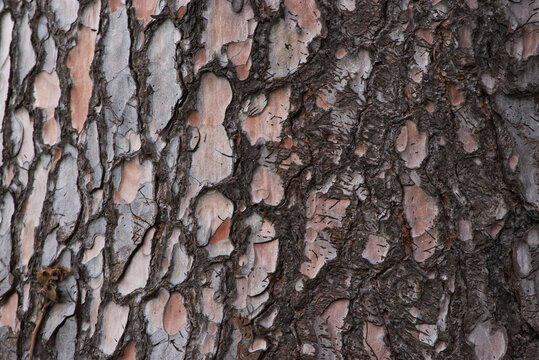 longleaf pine bark (Pinus palustris)