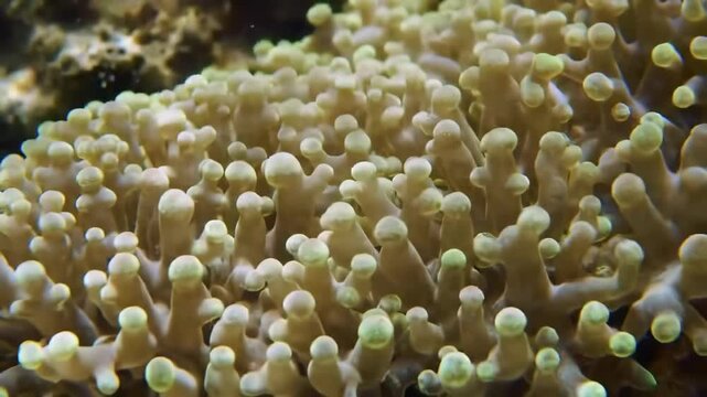 Detailed close-up of vibrant green-tipped bubble coral polyps underwater