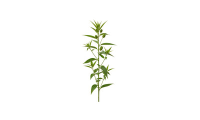 Fototapeta premium green jute plant isolated on white background