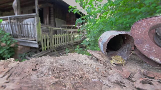 The European green toad in the ghost town (Bufotes virdis)