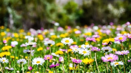 Obraz premium Wildflower meadow filled with daisies and colorful spring blooms