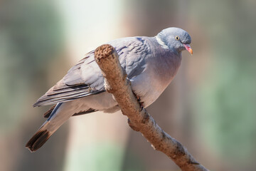 Gołąb grzywacz (Columba palumbus) © Janusz Lipiński