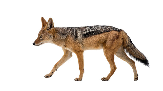 Black backed jackal walking isolated