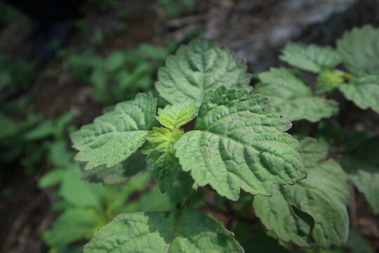 Close-up of fresh patchouli (nilam) leaves growing in natural outdoor conditions