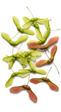 Close-up of Maple Tree Seeds on White Background.