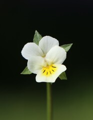 Fototapeta premium Viola arvensis (field pansy) growing in the wild