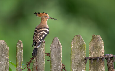 Eurasian hoopoe bird in early morning light ( Upupa epops ) © Piotr Krzeslak