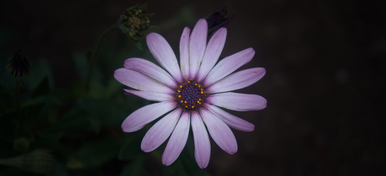 Purple African Daisy in moody lighting: Macro of Dimorphotheca flower against dark natural background