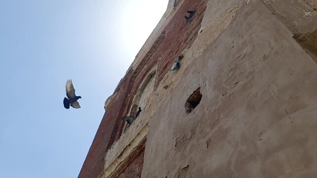 Slow Motion Video of Pigeons Flying at  Ancient Kabuli Bagh Masjid in Panipat India