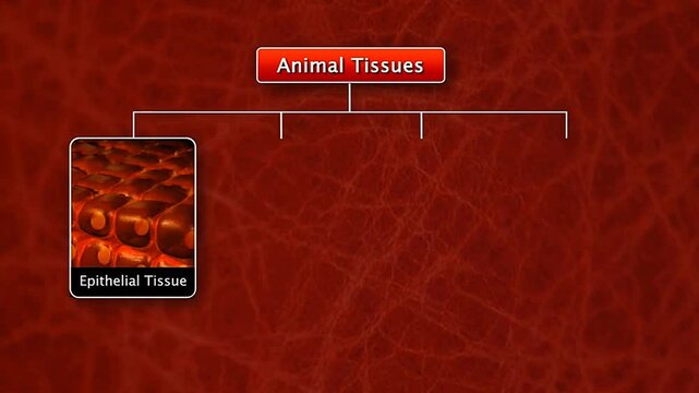 Different types of Animals tissues