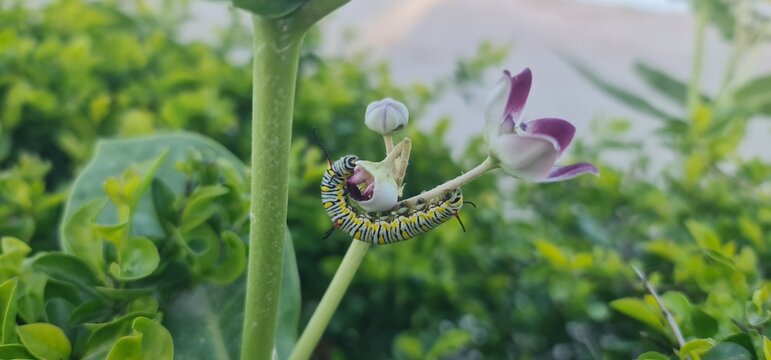 Common Tiger Caterpillar Wrapped Around a Milkweed Flower and Feeding on its Petals