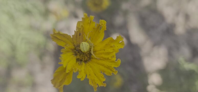 Close up View of a Tiny Yellow Spider Resting on a Vibrant yellow Flower