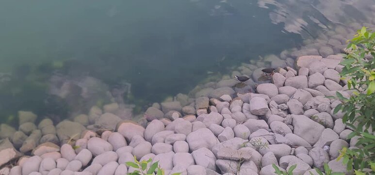 Two small White-breasted Waterhens foraging on a pebbled lake shore during a bright day