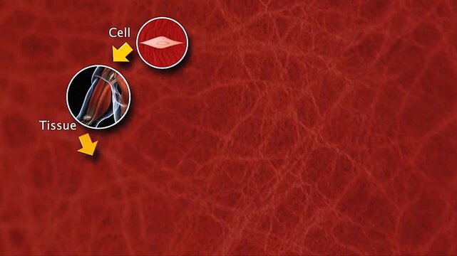 3D animation showing levels of organisation in animals from cell to organ system clearly.