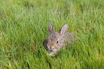 Oryctolagus cuniculus. Common or European rabbit kit among the grass. © LFRabanedo