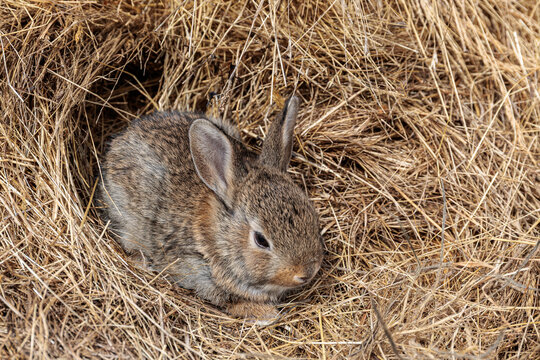 Oryctolagus cuniculus. Common or European rabbit's nest among the straw.
