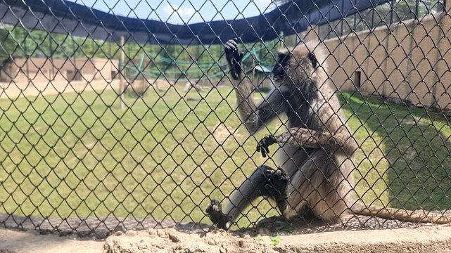 Slow Motion Close up of a Gray Langur Monkey Sitting on a Concrete Ledge Behind a Wire Mesh Fence in a Zoo Enclosure