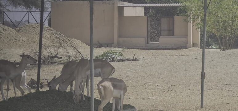 A group of Indian Blackbucks grazing and resting inside a spacious zoo enclosure on a sunny day