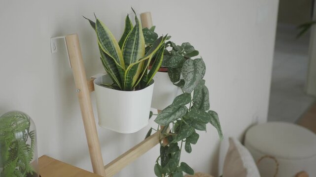 Close-up slow motion of snake plant and pothos on wooden shelf.