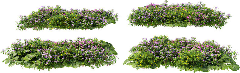Obraz premium Shrubs and flower on a transparent background 