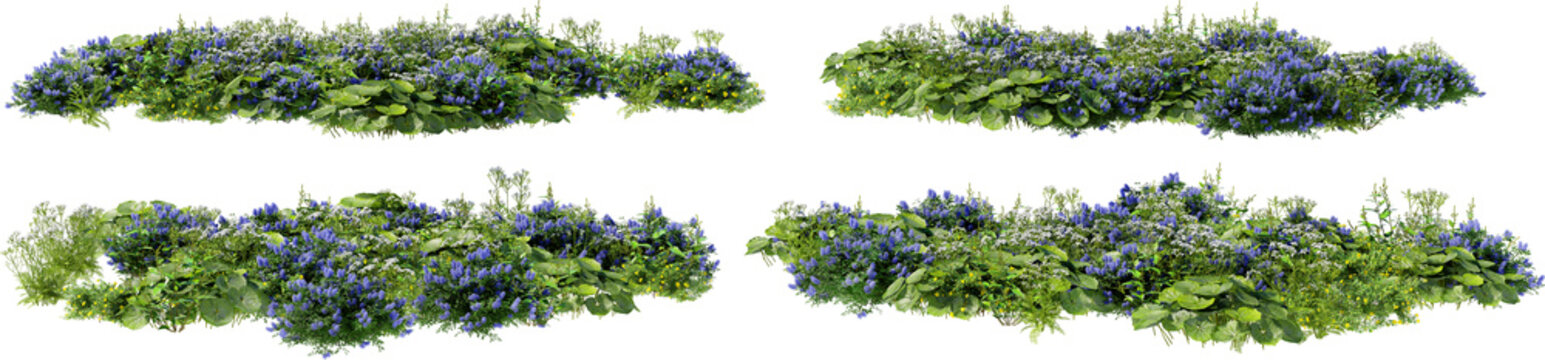 Shrubs and flower on a transparent background	
