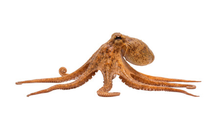 Obraz premium octopus profile walking